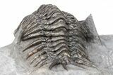 Crotalocephalus (“Cyrtometopus”) Trilobite - Scarce Species #209708-4